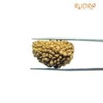 1 Mukhi Rudraksha (28.25 mm)
