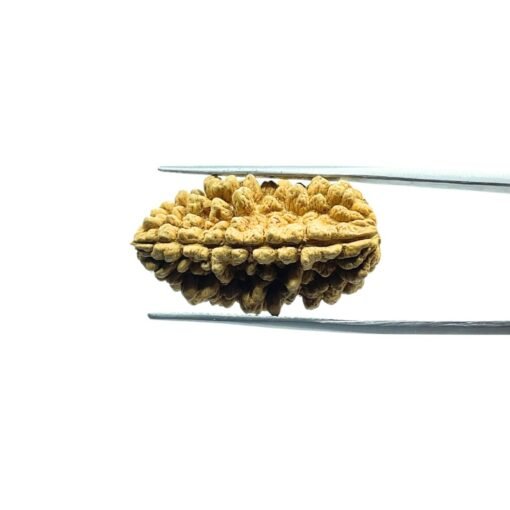 1 Mukhi Rudraksha (28.25 Mm)