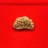 1 Mukhi Rudraksha (29.03 Mm)