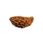 1 Mukhi Rudraksha