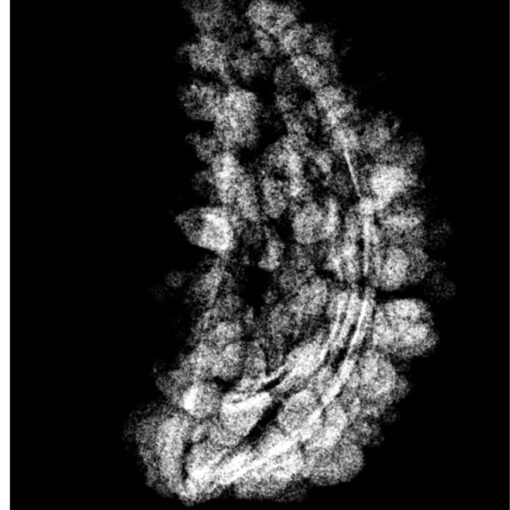 1 mukhi rudraksha 28.25 mm x-ray