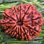 12 Mukhi Rudraksha Nepal