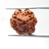 3 Mukhi Nepal Rudraksha (18.13 Mm)