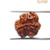 3 Mukhi Nepal Rudraksha (18.13 Mm)