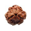 3 Mukhi Nepal Rudraksha (18.13 Mm)