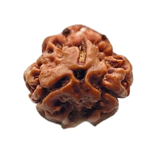 3 Mukhi Nepal Rudraksha (18.13 MM)