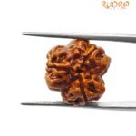 3 Mukhi Nepal Rudraksha (18.64mm)