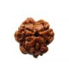 3 Mukhi Nepal Rudraksha (18.64Mm)