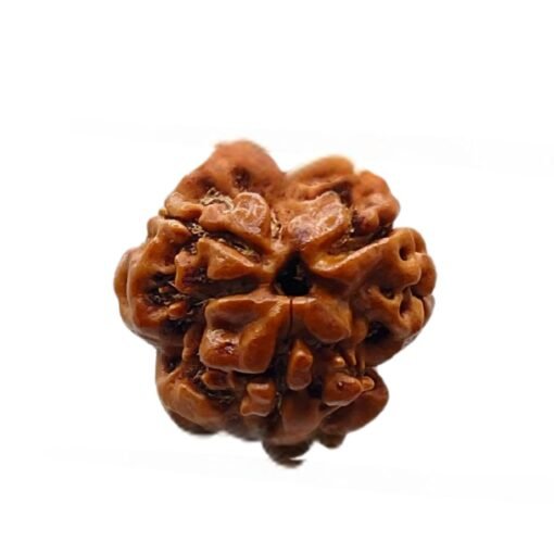 3 Mukhi Nepal Rudraksha (18.64mm)