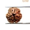 Three Mukhi Rudraksha Nepal (21.08 Mm ) 14 3 Mukhi Nepal Rudraksha (21.08 Mm )