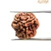 Three Mukhi Rudraksha Nepal (21.08 Mm ) 13 3 Mukhi Nepal Rudraksha (21.08 Mm )
