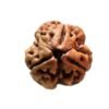 Three Mukhi Rudraksha Nepal (21.08 Mm ) 15 3 Mukhi Nepal Rudraksha (21.08 Mm )