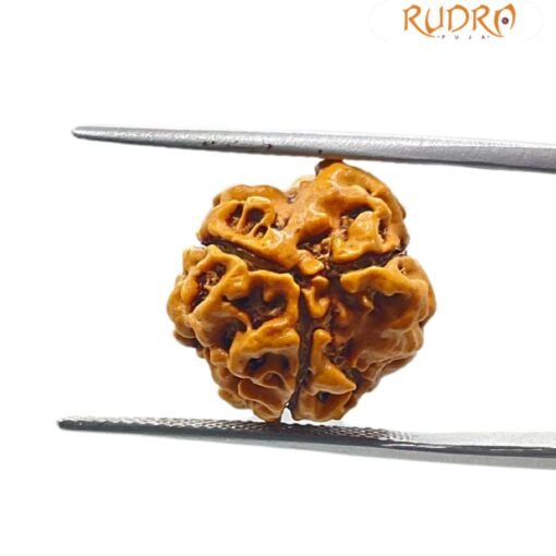 3 Mukhi Rudraksha Nepal (15.55 MM)