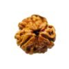 3 Mukhi Rudraksha Nepal (16.64Mm)