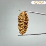 Collector-1-Mukhi-Rudraksha-41.62Mm-3-C.jpg February 28, 2025 124 Kb