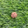 Collector 3 Mukhi Rudraksha Nepal (16.75Mm)