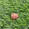 Collector 3 Mukhi Rudraksha Nepal (16.75Mm)