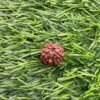 Collector 3 Mukhi Nepal Rudraksha