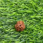 Collector-3-Mukhi-Nepal-Rudraksha-17.93mm