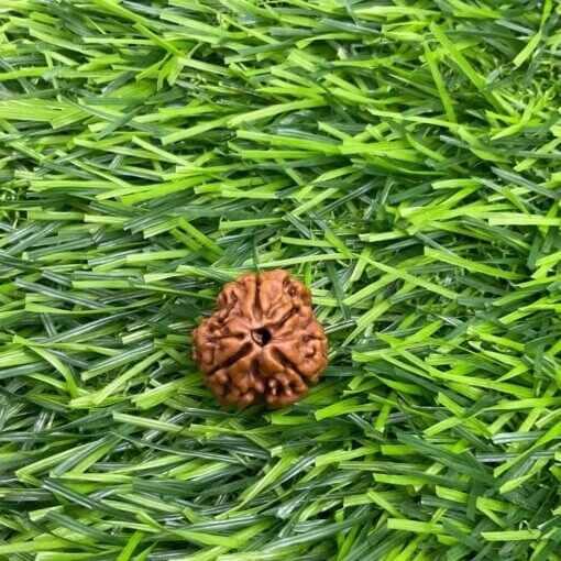 Collector-3-Mukhi-Nepal-Rudraksha-17.93Mm