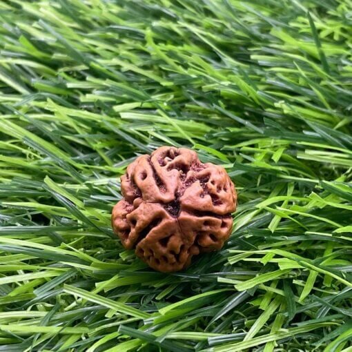 Collector 3 Mukhi Nepal Rudraksha (18.81Mm)