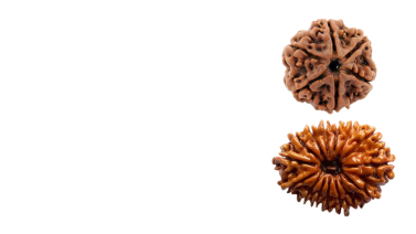 Loose Rudraksha beads