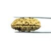 One Mukhi Rudraksha एक मुखी रुद्राक्ष (37.17 Mm)