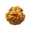 Teenmukhi Rudraksh (15.67Mm)