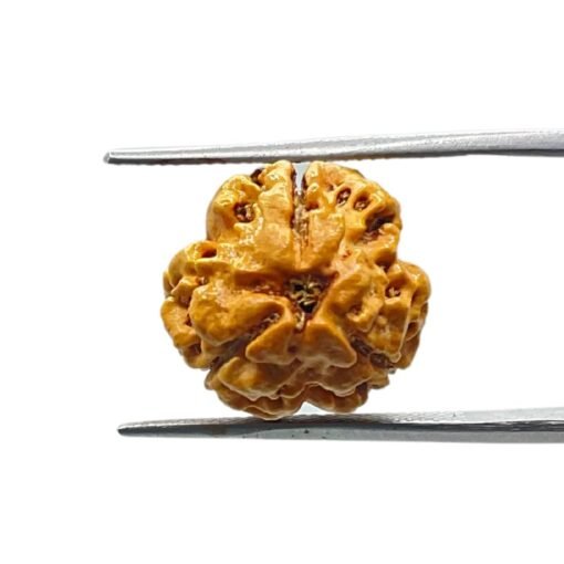 Teenmukhi Rudraksh (15.67Mm)