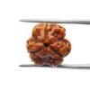 Three Mukhi Rudraksha (18.08 Mm)