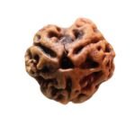 Three Mukhi Rudraksha (21.73 Mm)