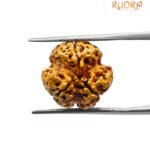 Trimukhi Rudraksha (17.05 mm)