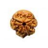 Trimukhi Rudraksha (17.05 Mm)