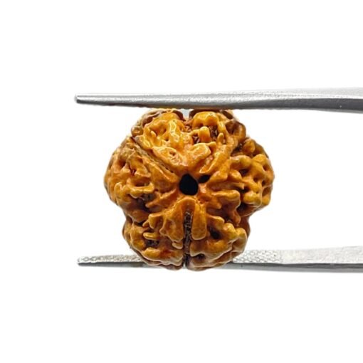 Trimukhi Rudraksha (17.05 Mm)