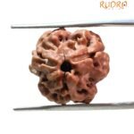 Trimukhi Rudraksha (20.80 Mm )