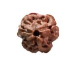 Trimukhi Rudraksha (20.80 Mm )