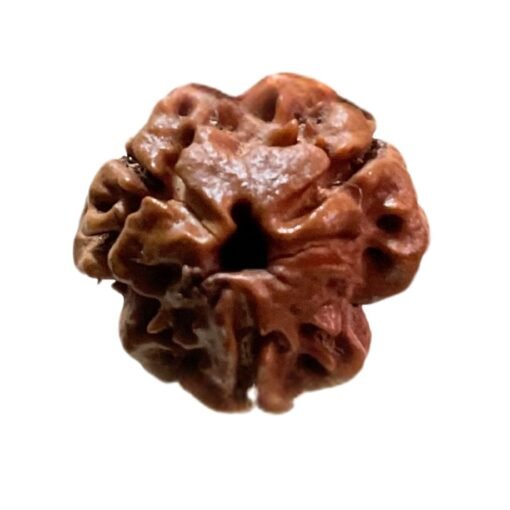 3 Mukhi Nepal Rudraksha (19.75 MM)