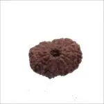 15 mukhi rudraksha Indonesian origin