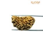 1 Mukhi Rudraksha Nepal (31.13 MM )