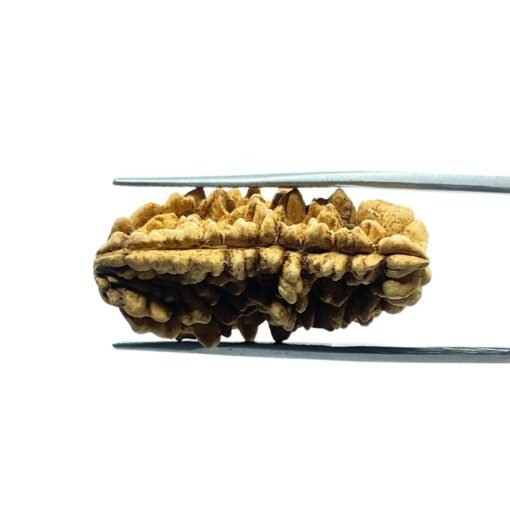 1 Mukhi Rudraksha Nepal (31.13 Mm )