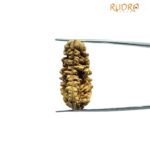 1 Mukhi Rudraksha Nepal (31.13 Mm )