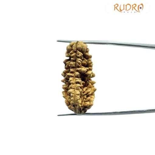 1 Mukhi Rudraksha Nepal (31.13 Mm )