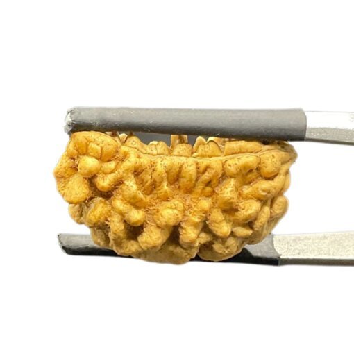 Ek Mukhi Rudraksha Small