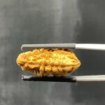 1-Mukhi-Rudraksha-Small-25.43-Mm-Fp-C.jpg October 17, 2024 153 Kb