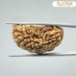 1 मुखी रुद्राक्ष (37.18Mm)