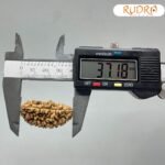 1 मुखी रुद्राक्ष (37.18Mm)