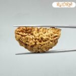 1-मुखी-रुद्राक्ष-38.73Mm-3-C.jpg February 28, 2025 148 Kb
