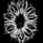 12 Mukhi Rudraksha 26.36 Mm X-Ray