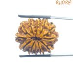 12 Face Rudraksha Nepal - ( 26.65 MM )