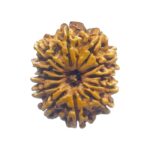 12 Face Rudraksha Nepal - ( 26.65 MM )